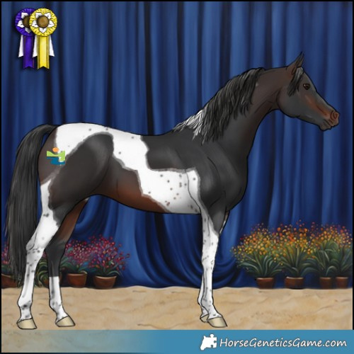 Horse Color:Brown Tobiano 