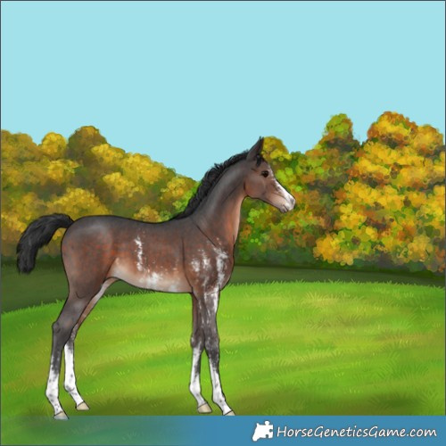 Horse Color:Brown Sabino 