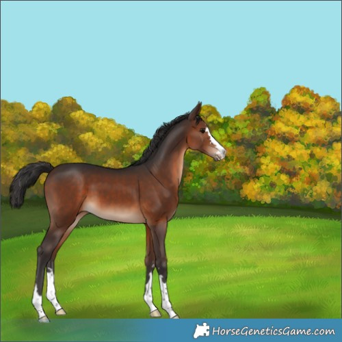 Horse Color:Brown 