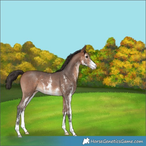 Horse Color:Bay Sabino 