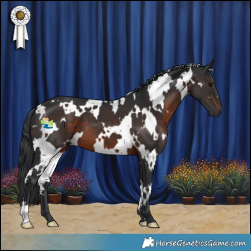 Horse Color:White Spotted Brown 