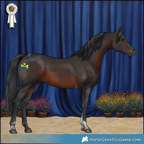 Horse Color:Brown Tobiano Rabicano 