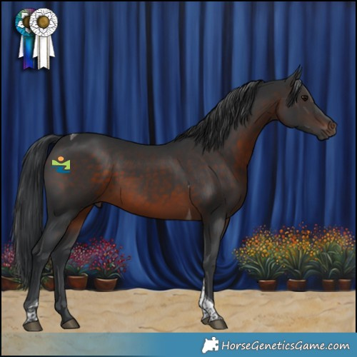 Horse Color:Brown Tobiano Rabicano 