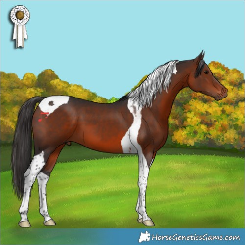 Horse Color:Brown Tobiano 