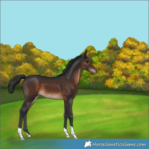 Horse Color:Brown 