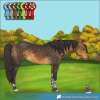 Horse Color:Buckskin Tobiano Rabicano