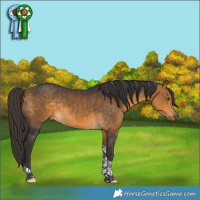 Horse Color:Buckskin Tobiano Rabicano 