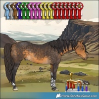 Horse Color:Buckskin Tobiano Rabicano 