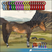 Horse Color:Buckskin Tobiano Rabicano