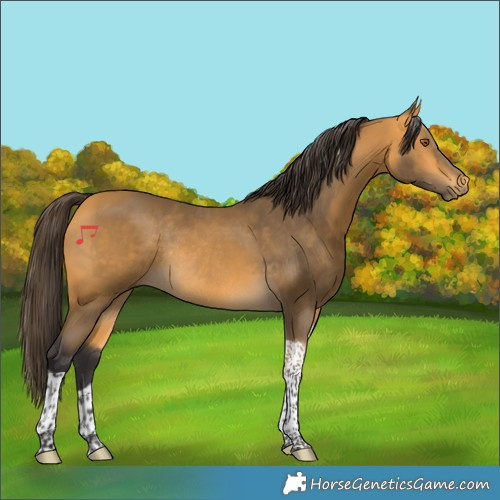 Horse Color:Buckskin Tobiano Rabicano