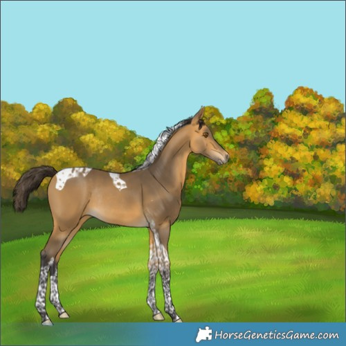 Horse Color:Buckskin Tobiano Rabicano 