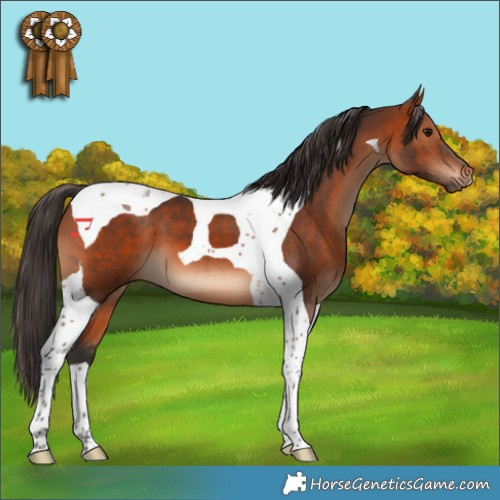 Horse Color:Bay Tobiano 