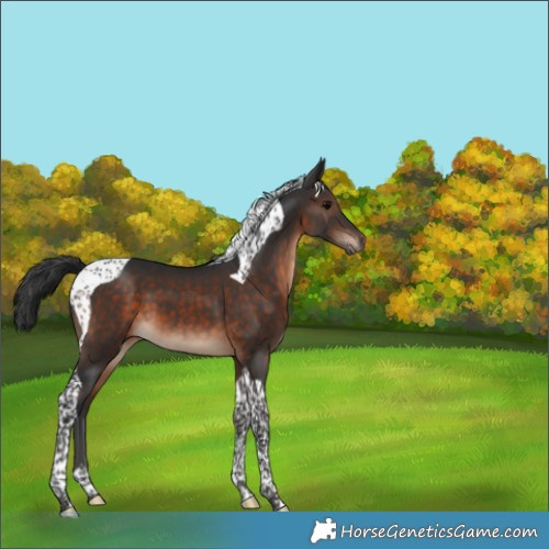 Horse Color:Brown Tobiano 