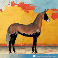 Horse Color:Bay Sabino Splash 