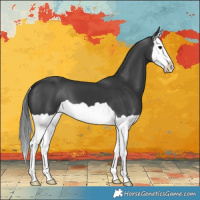 Horse Color:Black Splash 