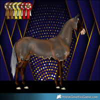 Horse Color:Black Sabino Splash 