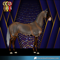 Horse Color:Black Sabino Splash