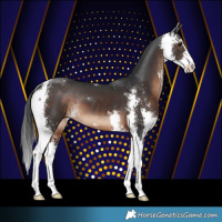 Horse Color:Brown Sabino