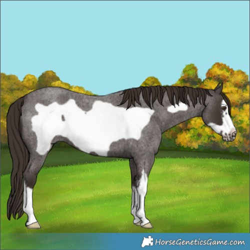 Horse Color:White Spotted Liver Red Roan Frame 