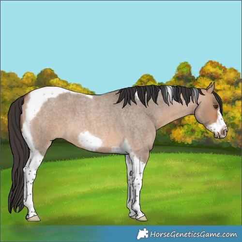 Horse Color:Bay Roan Dun Tobiano Frame