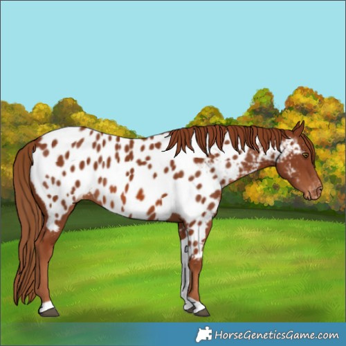 Horse Color:Chestnut Tobiano Appaloosa Rabicano