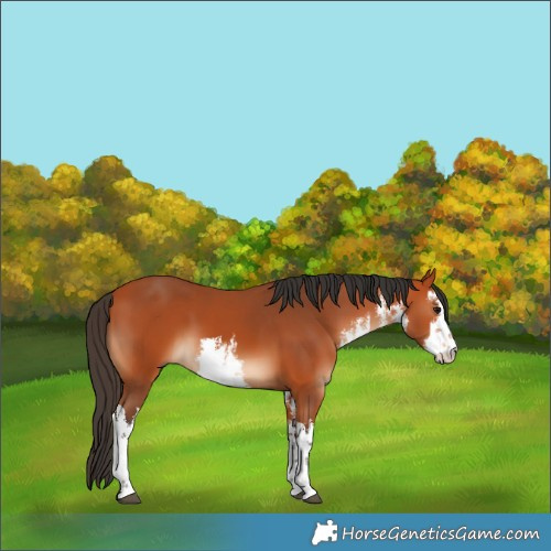 Horse Color:White Spotted Bay