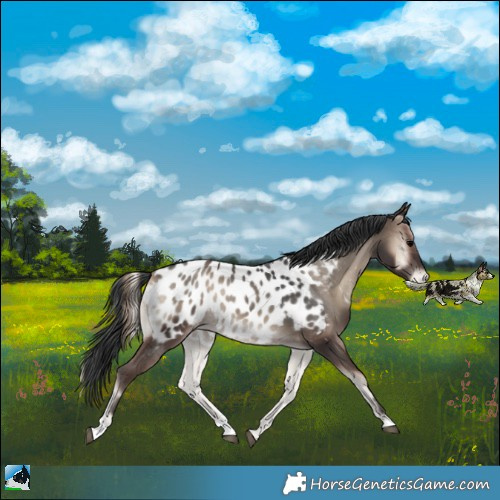 Horse Color:Blue Onyx Appaloosa Rabicano 