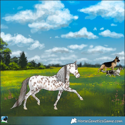 Horse Color:Liver Chestnut Appaloosa Rabicano 