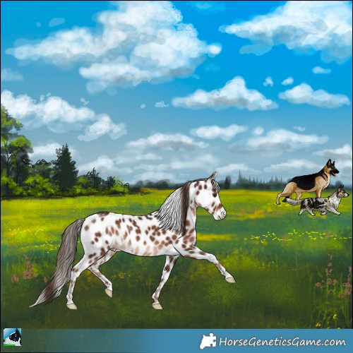 Horse Color:Liver Chestnut Appaloosa Rabicano