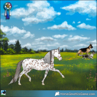Horse Color:Liver Chestnut Leopard Rabicano