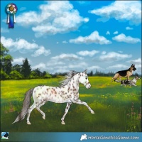 Horse Color:Liver Chestnut Leopard Rabicano