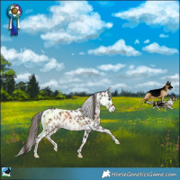 Horse Color:Liver Chestnut Leopard Rabicano 