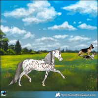 Horse Color:Liver Chestnut Appaloosa Rabicano