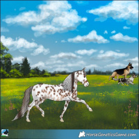 Horse Color:Liver Chestnut Appaloosa Rabicano