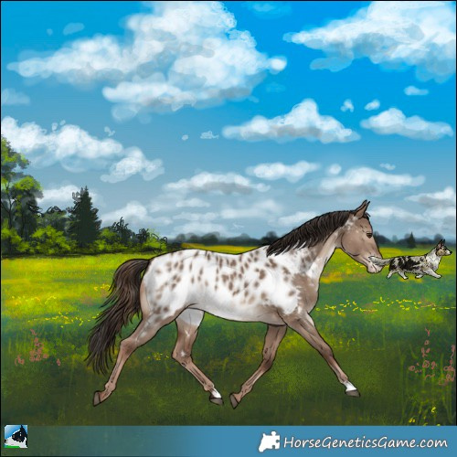 Horse Color:Liver Red Dun Near Leopard