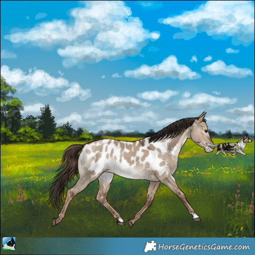 Horse Color:Liver Red Dun Appaloosa 