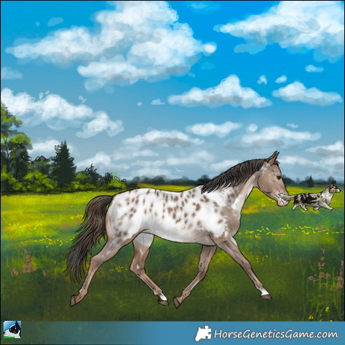 Horse Color:Liver Red Dun Appaloosa 