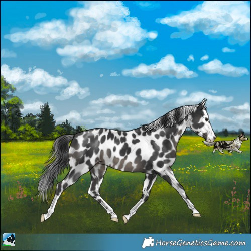 Horse Color:Black Appaloosa