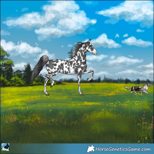 Horse Color:Black Sabino Appaloosa 