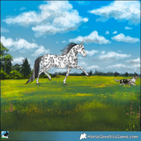 Horse Color:Black Sabino Near Leopard