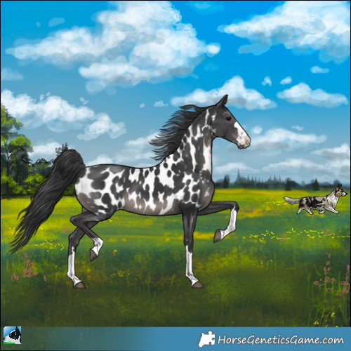Horse Color:Black Appaloosa 