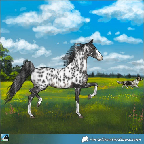 Horse Color:Black Near Leopard