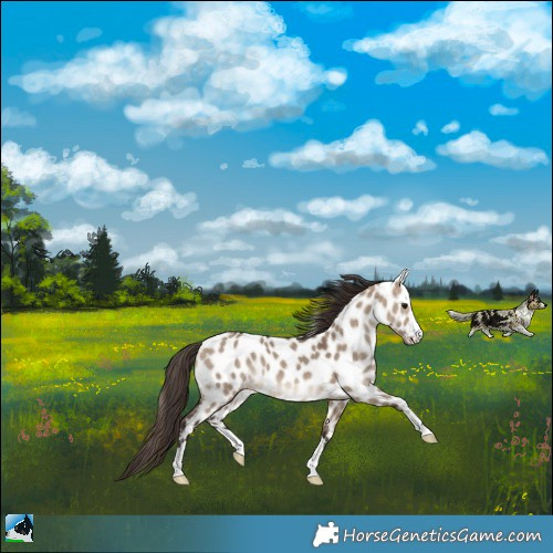 Horse Color:Brown Dun Leopard 