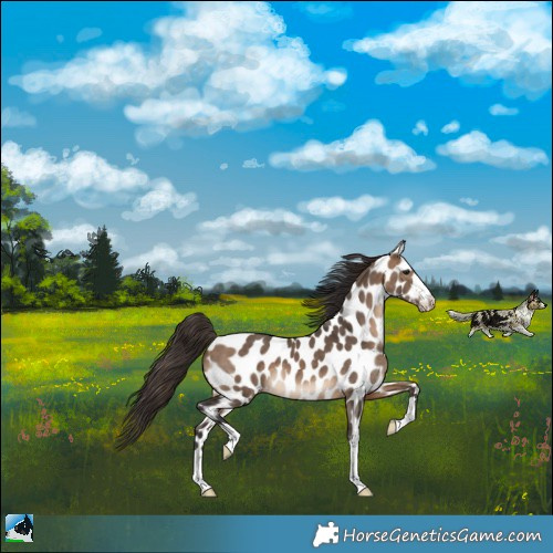 Horse Color:Brown Dun Appaloosa 