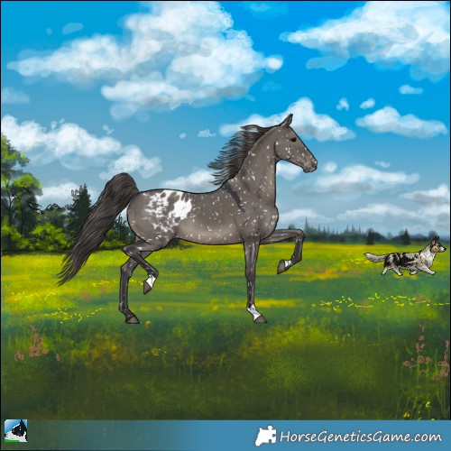 Horse Color:Grullo Appaloosa 