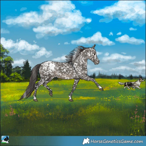 Horse Color:Grullo Blanket