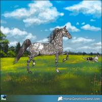 Horse Color:Grullo Appaloosa