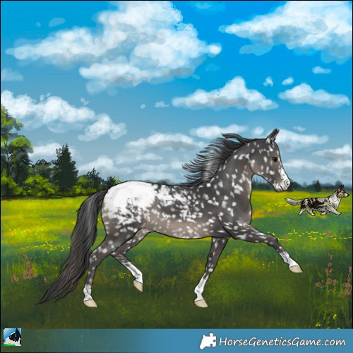Horse Color:Black Snowcap