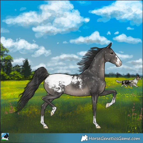 Horse Color:Black Appaloosa 
