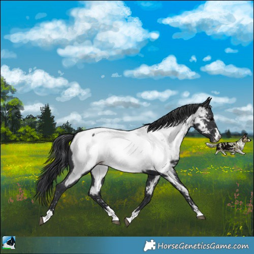 Horse Color:Black Appaloosa 